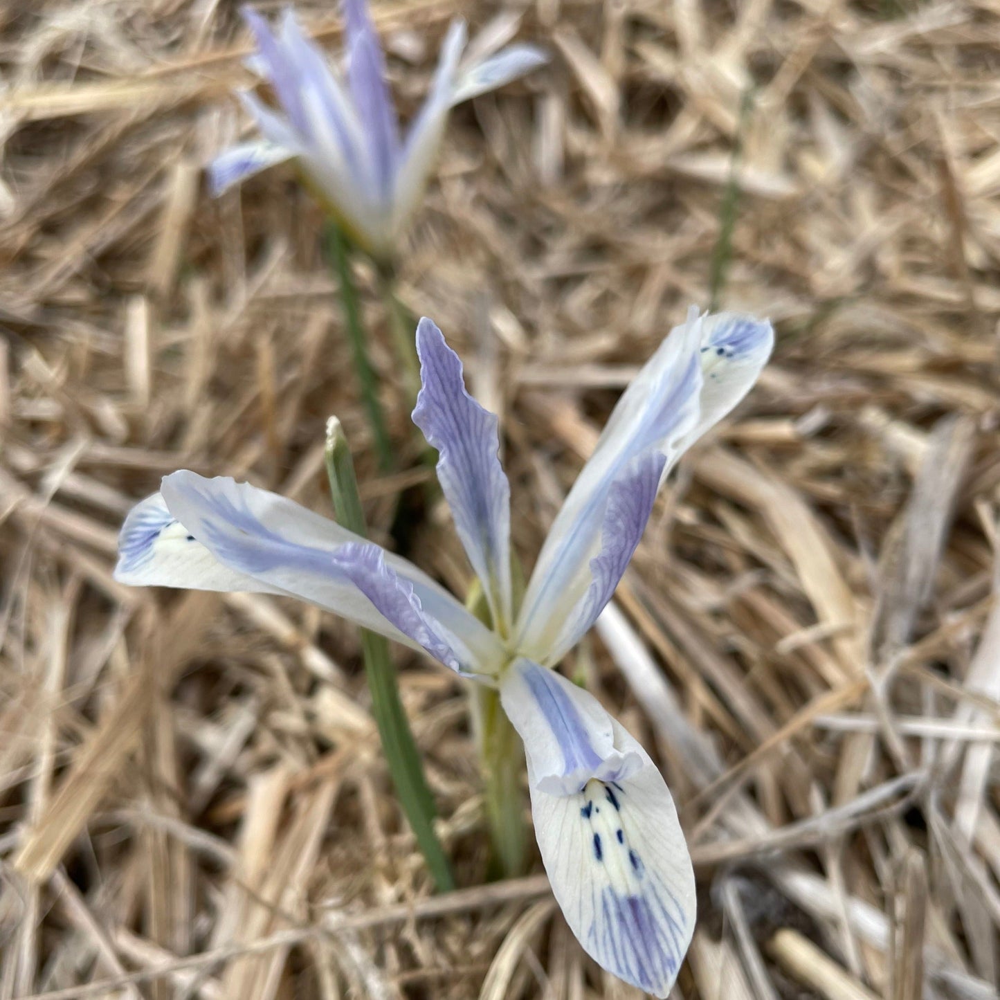 Rock Iris reticulata 'Painted Lady'