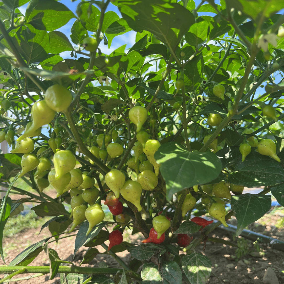 Biquinho Red Pepper Seedlings
