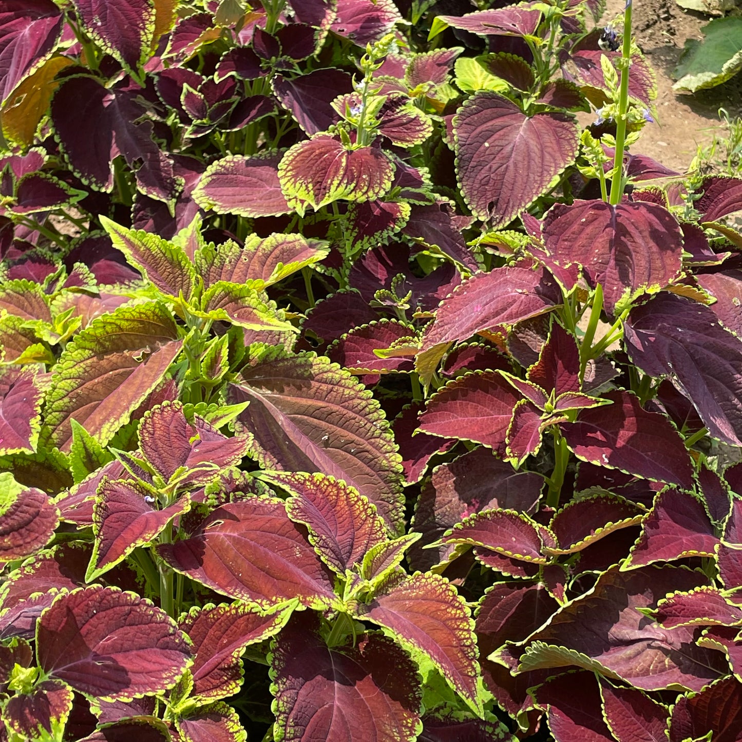 Rainbow Mix Coleus Seedlings