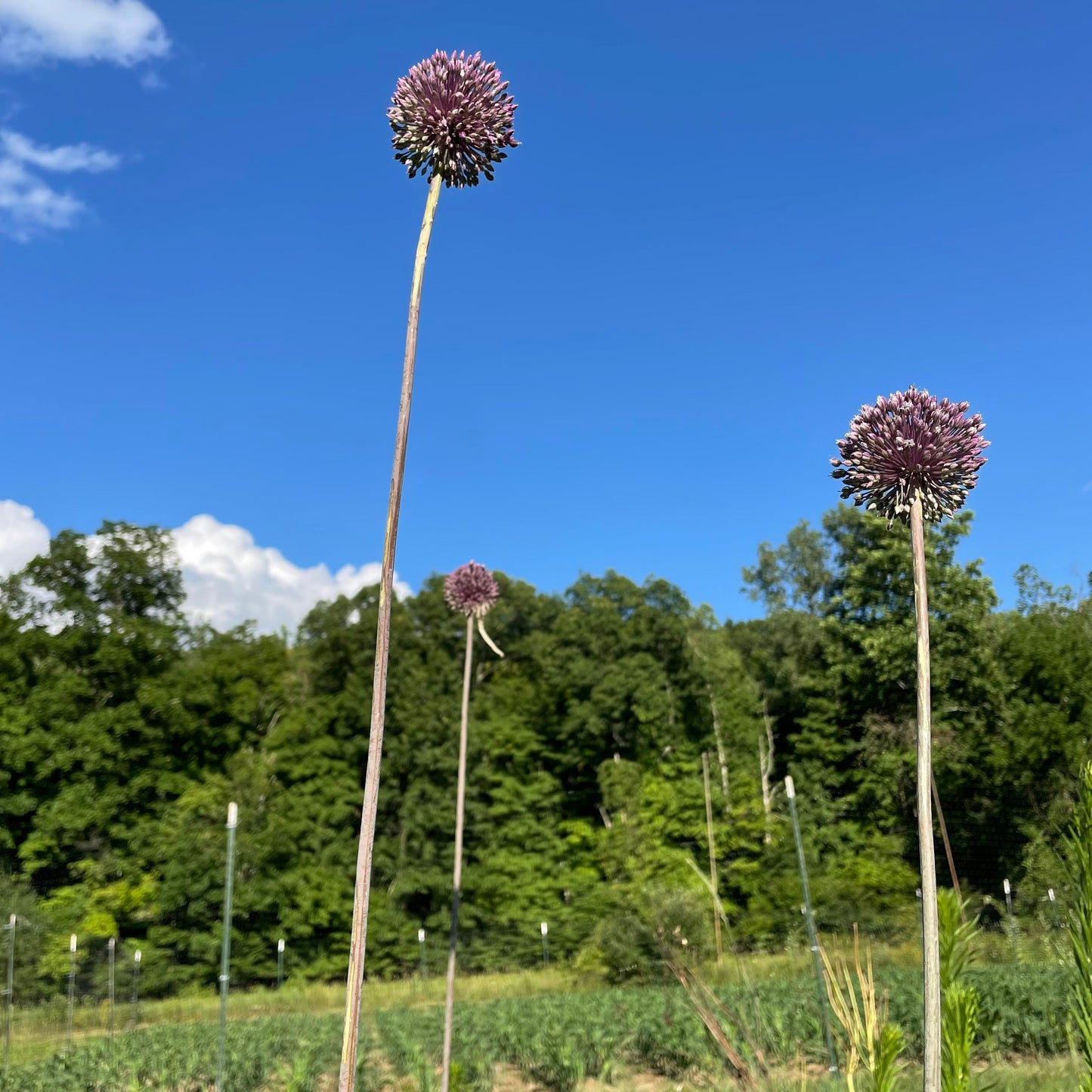 Allium 'Summer Drummer'