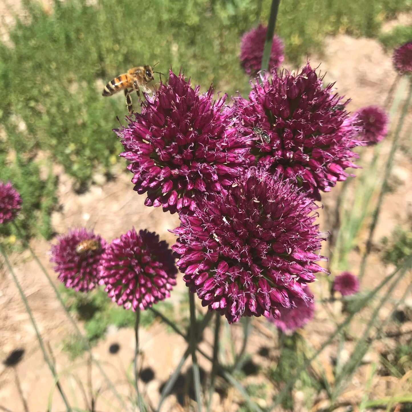 Allium "Drumstick" vendor-unknown
