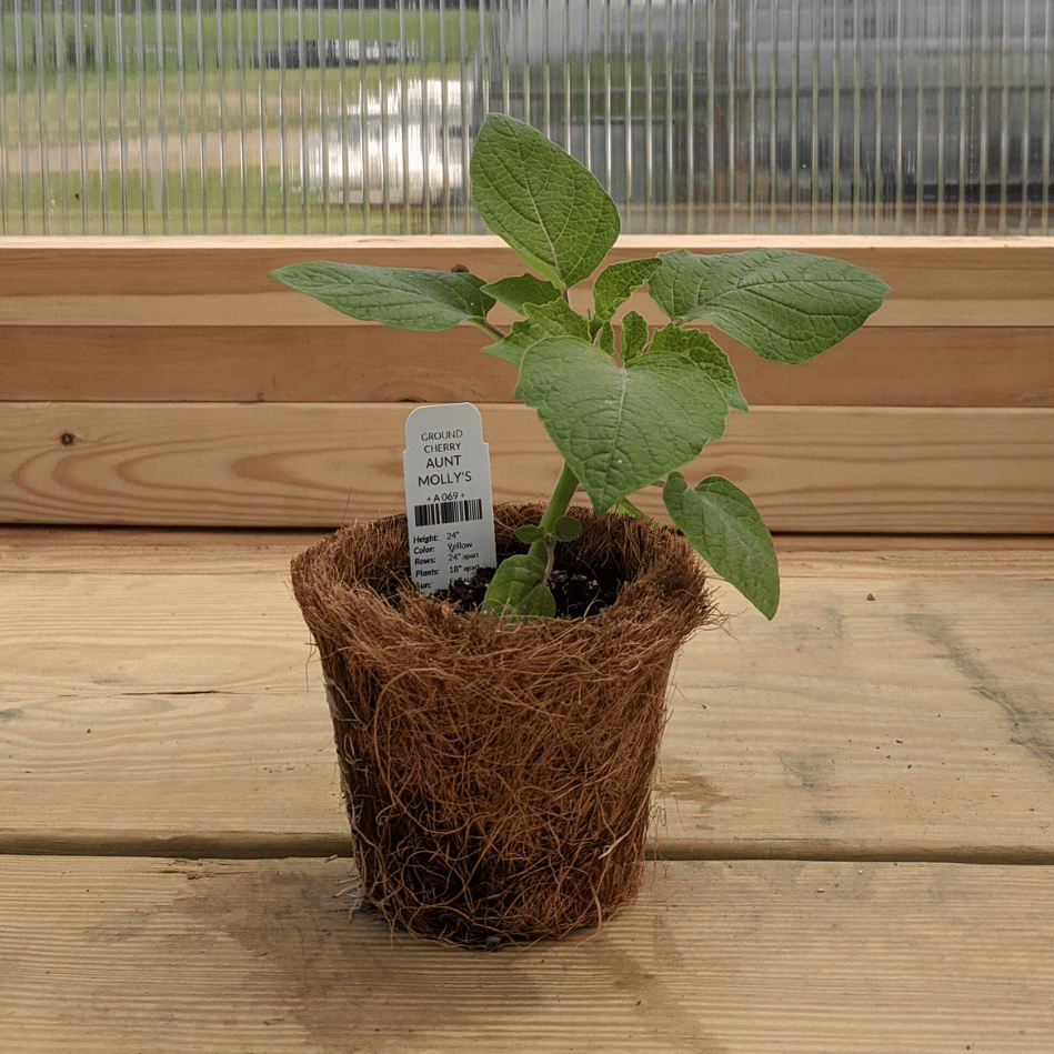 Aunt Molly's Ground Cherry Seedlings