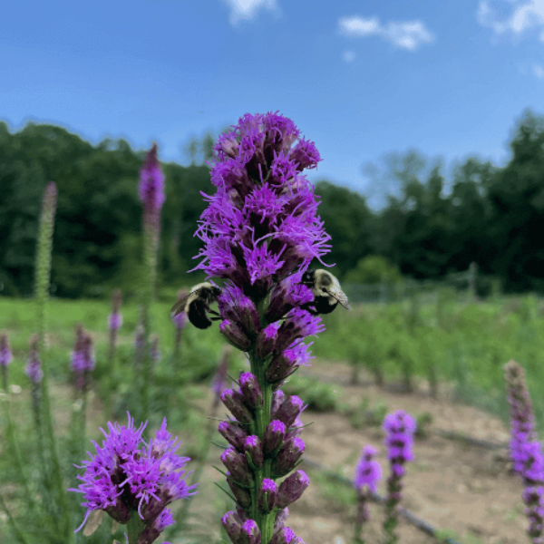 Blazing Star Seedlings