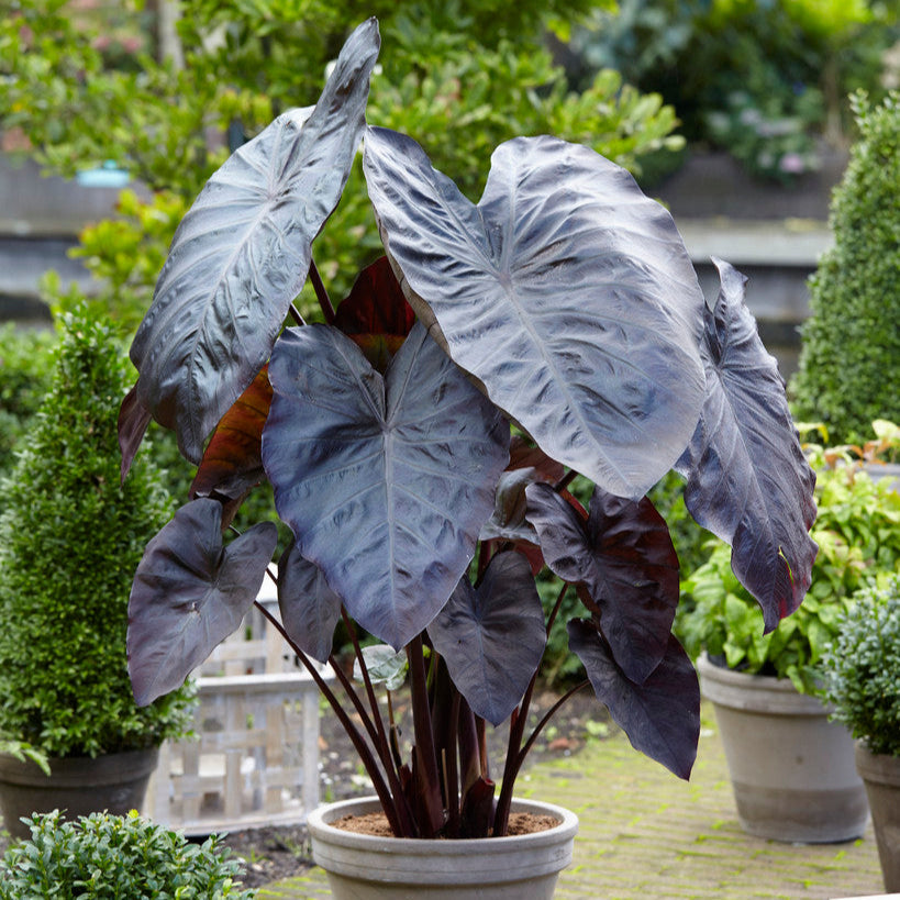 Elephant Ears 'Diamond Head'