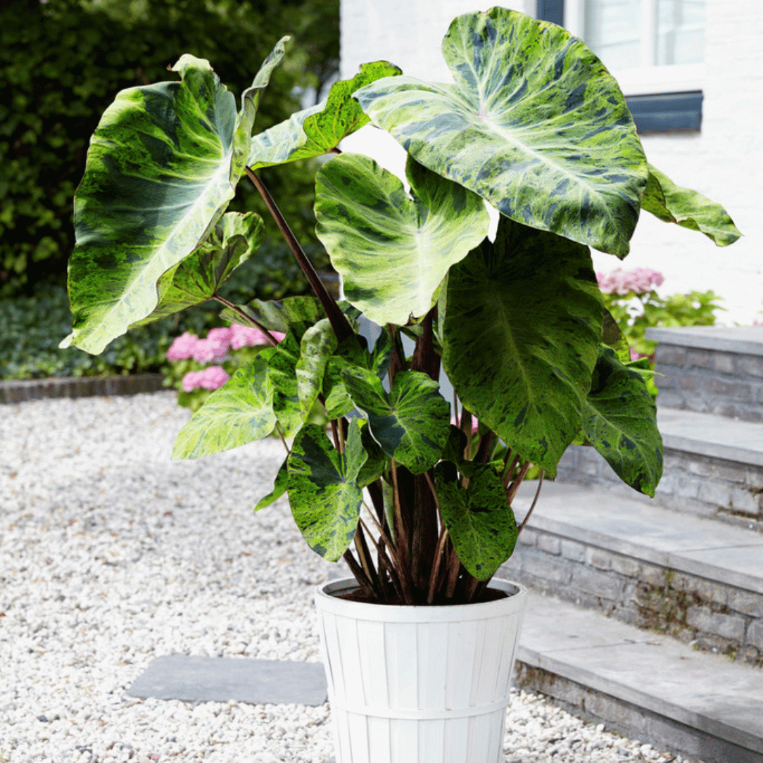 Elephant Ears 'Mojito'