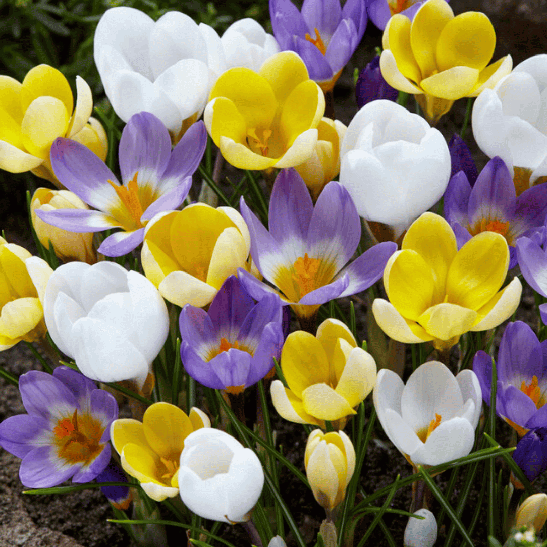 Crocus 'Mardi Gras Mix'