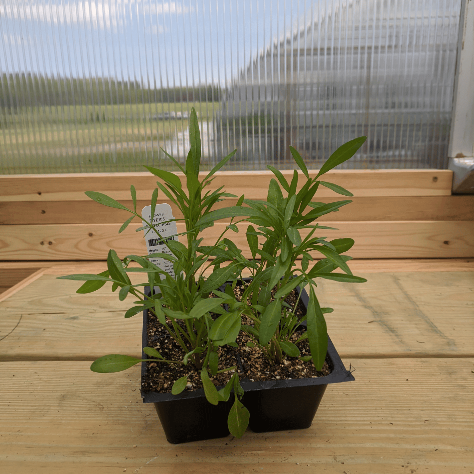 Dyer's Coreopsis Seedling