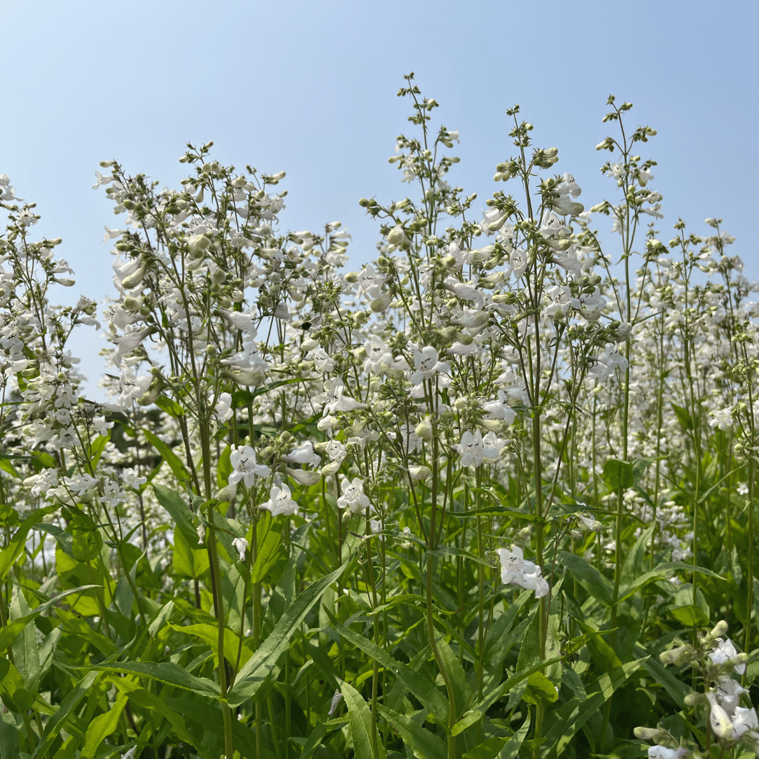 Foxglove Beardtongue - PollinateHV Local Ecotype Seedling