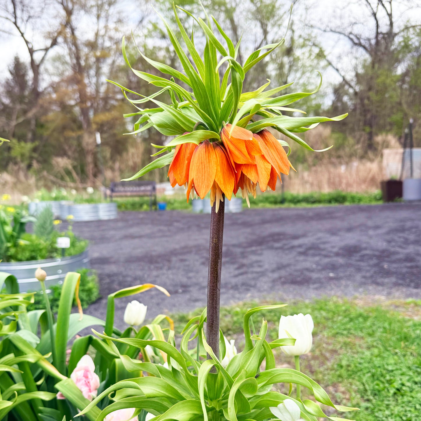 Fritillaria Imperialis "Rubra"