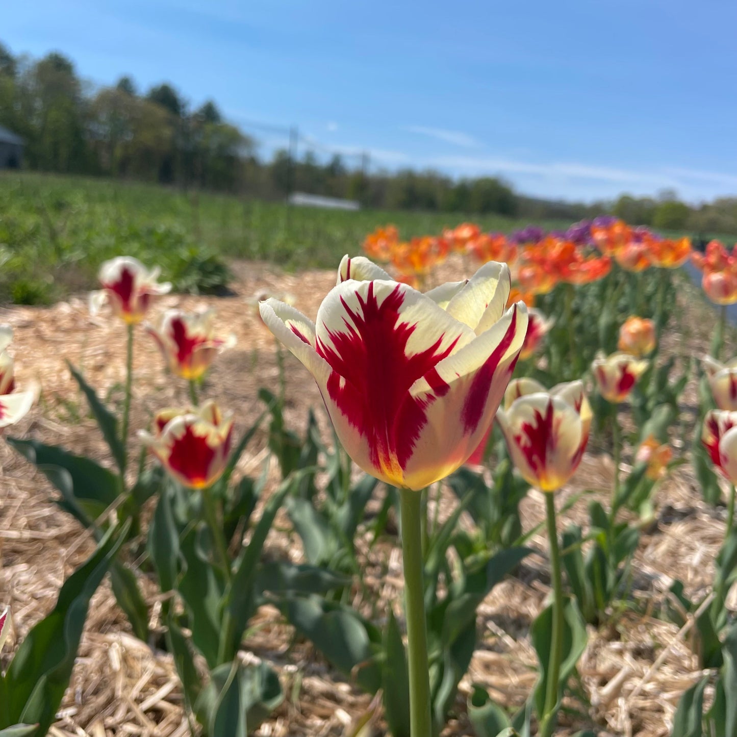 Tulip 'Grand Perfection'