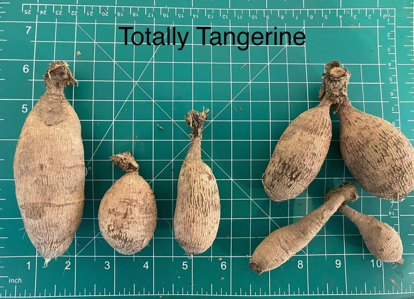 Totally Tangerine Dahlia Tuber