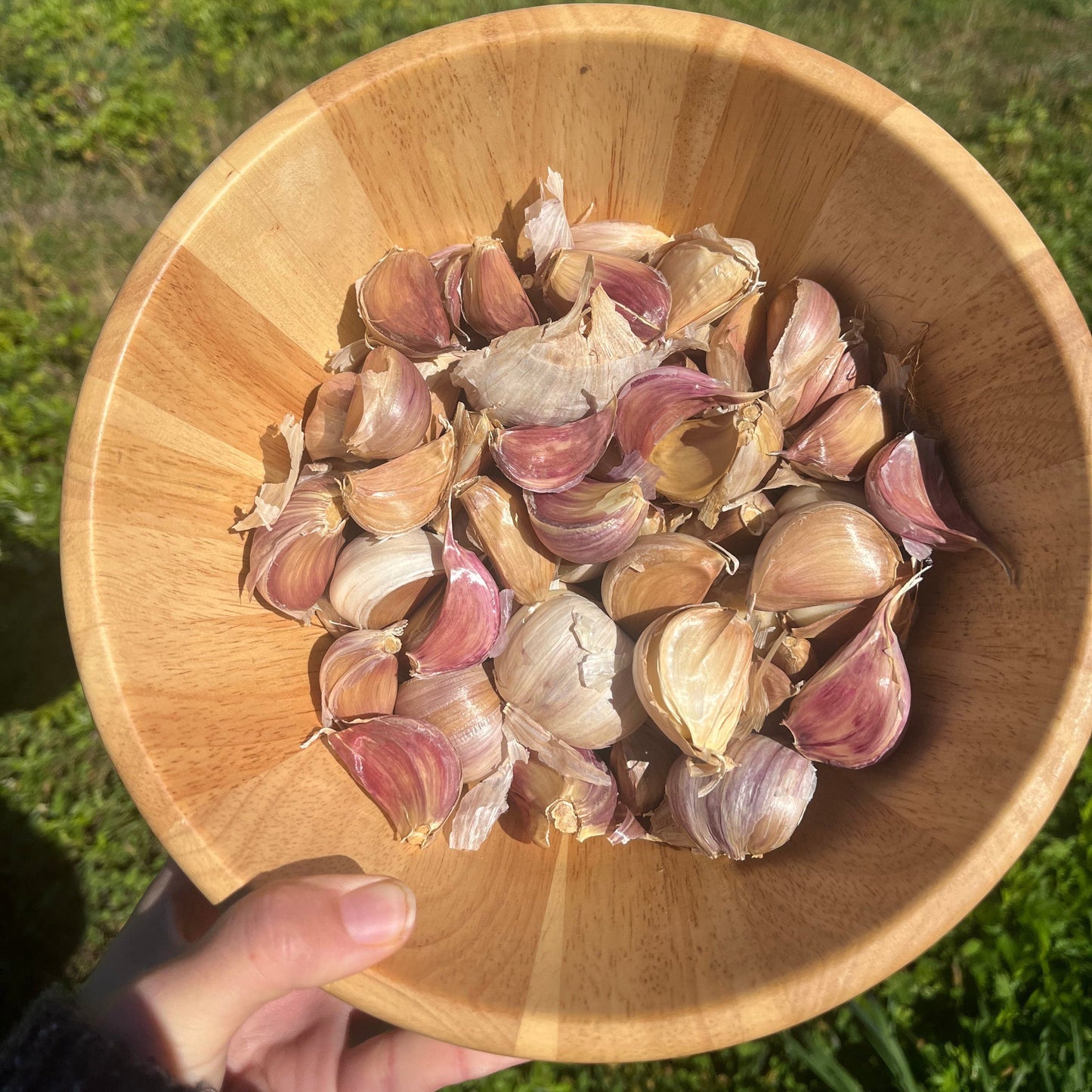 Killarney Red Hardneck Garlic