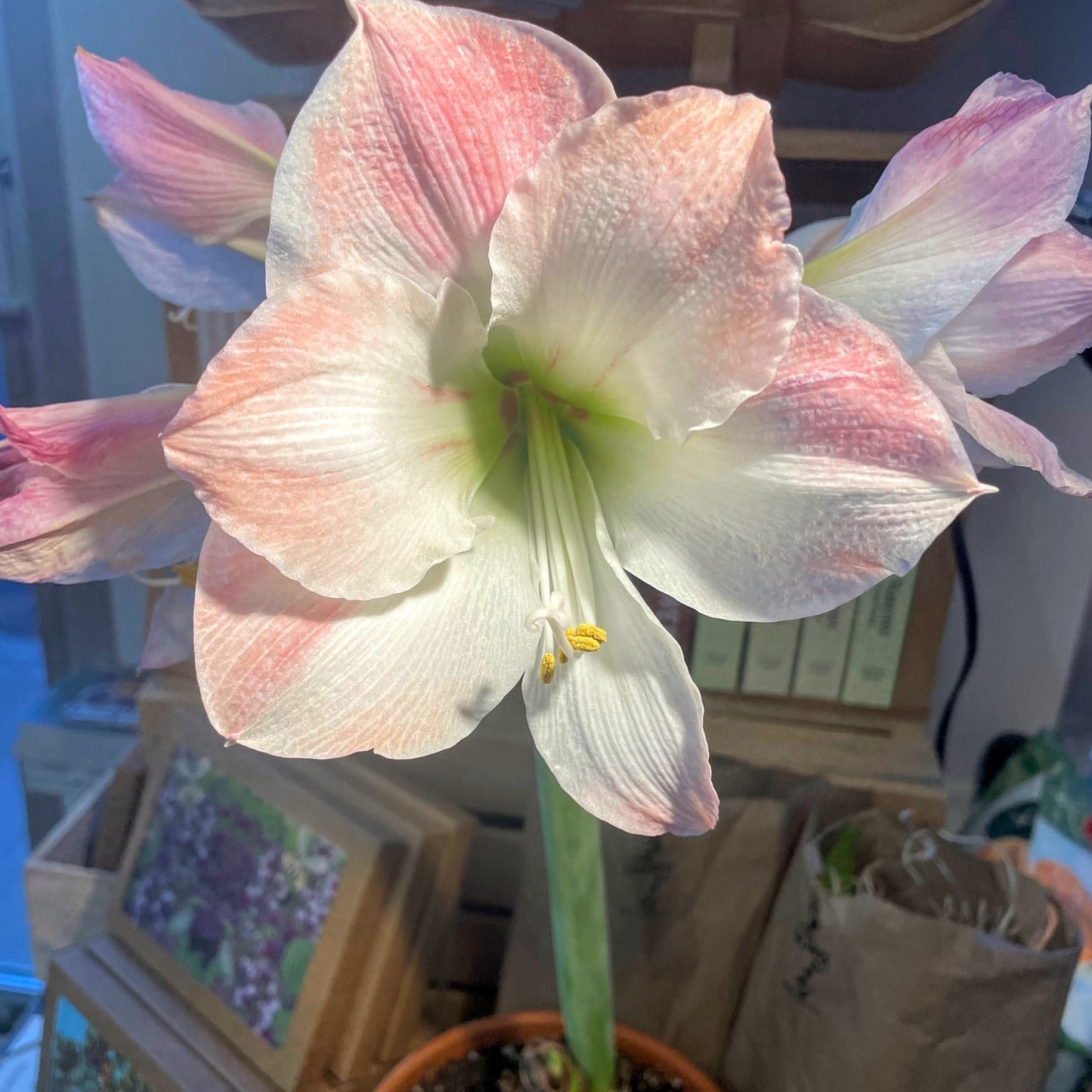 Dutch Amaryllis 'Apple Blossom'