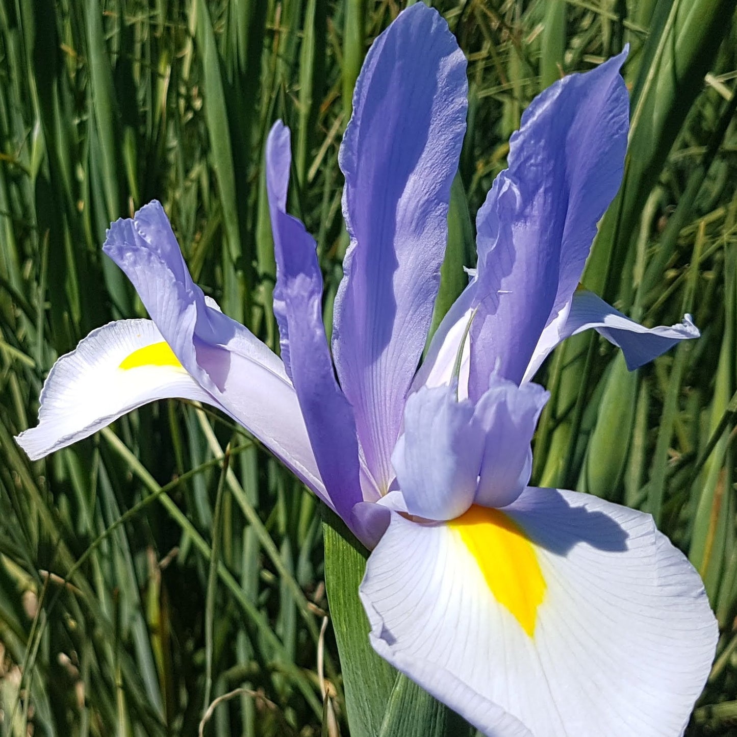 Dutch Iris 'Silvery Sky'