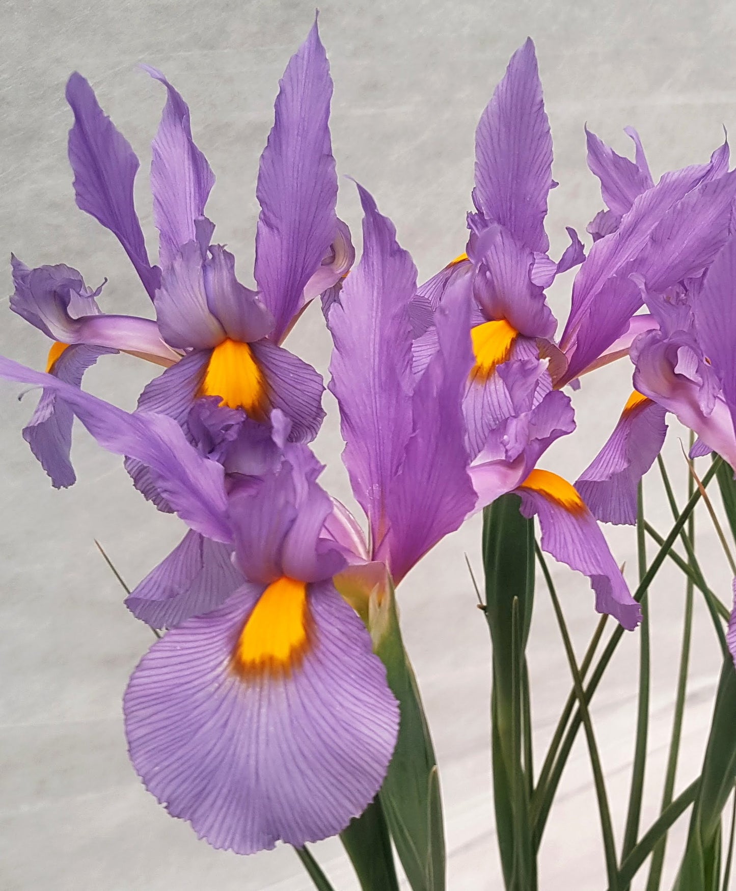 Dutch Iris 'Pink Panther'