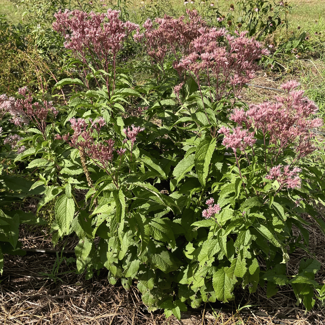 Joe Pye Weed (spotted) - PollinateHV Local Ecotype Seedling