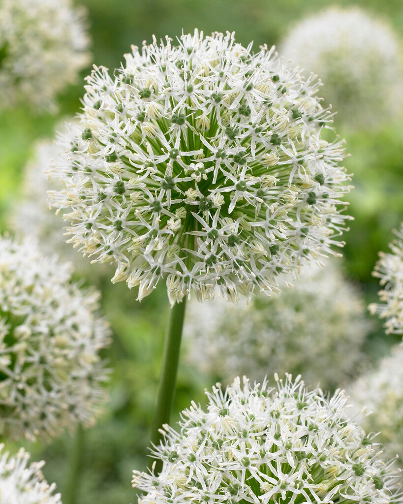 Allium stipitatum 'Mount Everest'