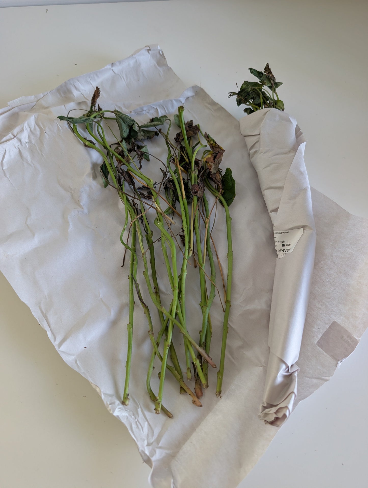 Murasaki Sweet Potato Slips