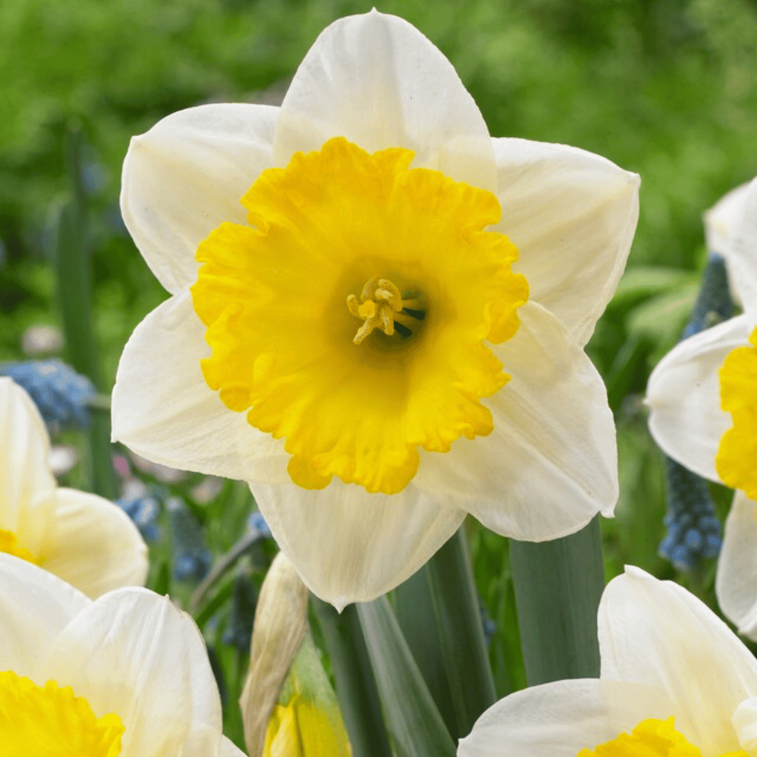 Narcissus 'Ice Follies'