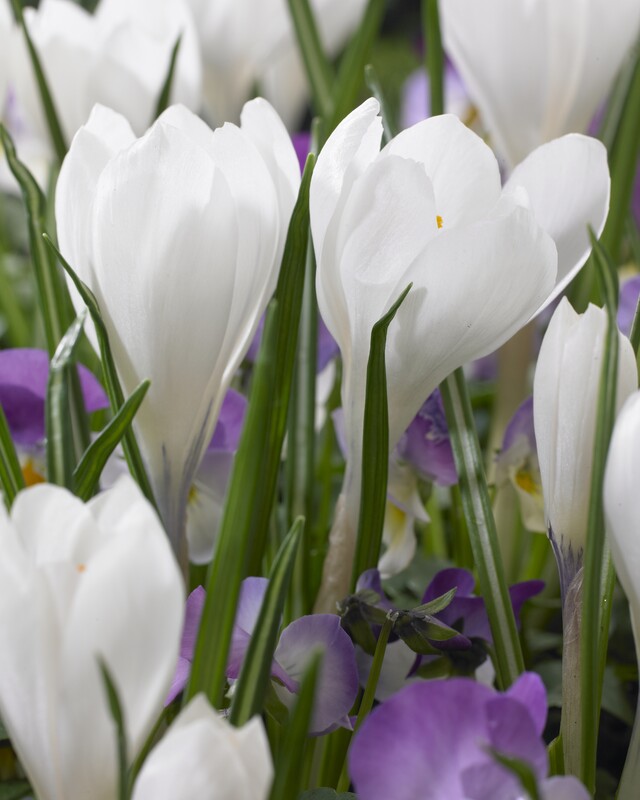 Dutch Large Flowering Crocus 'Peter Pan'