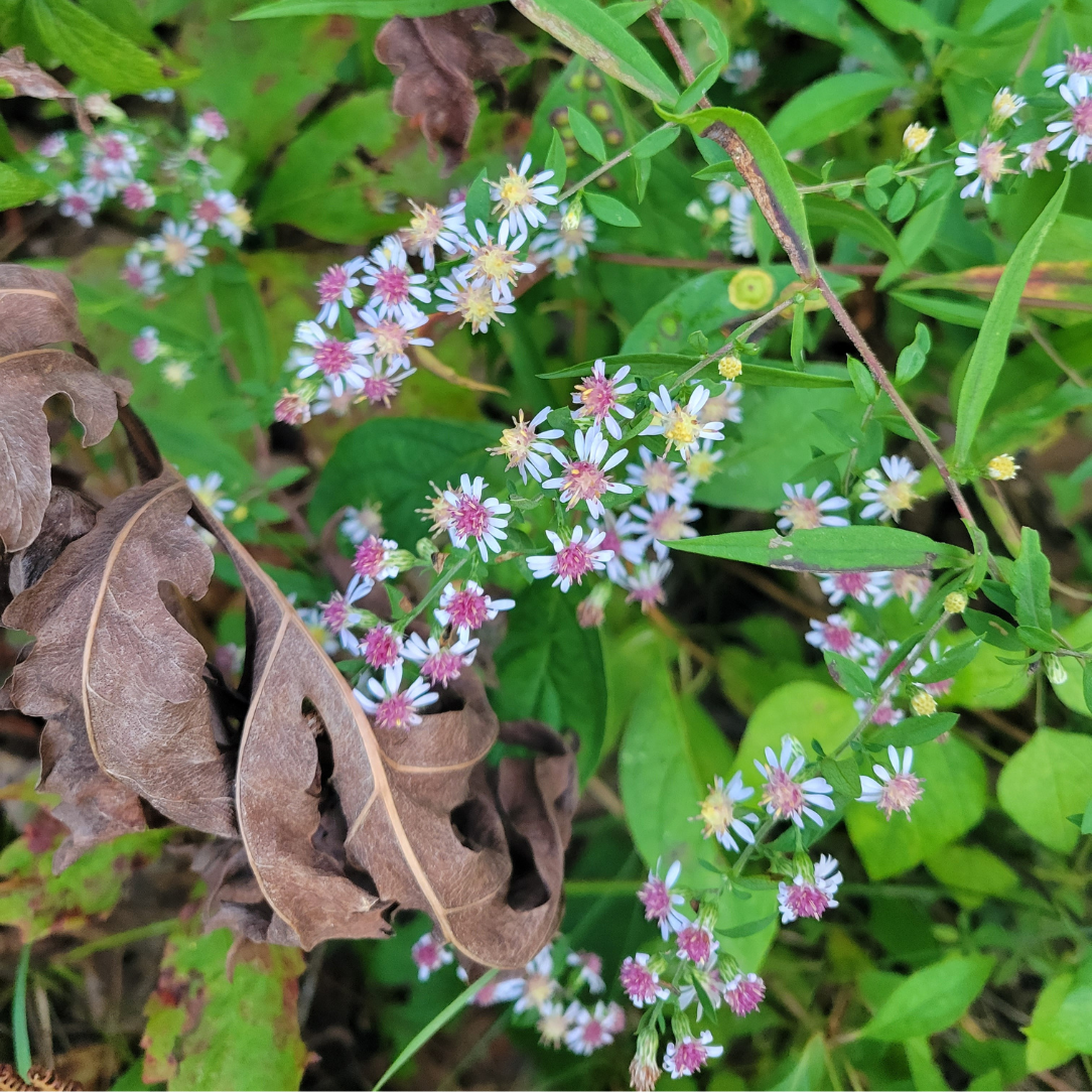 Calico Aster - PollinateHV Local Ecotype Seedling