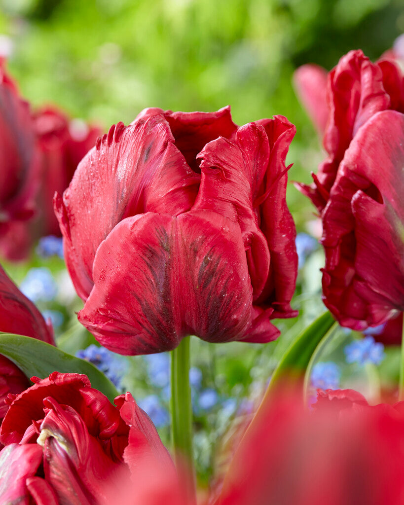 Tulip 'Red Madonna'