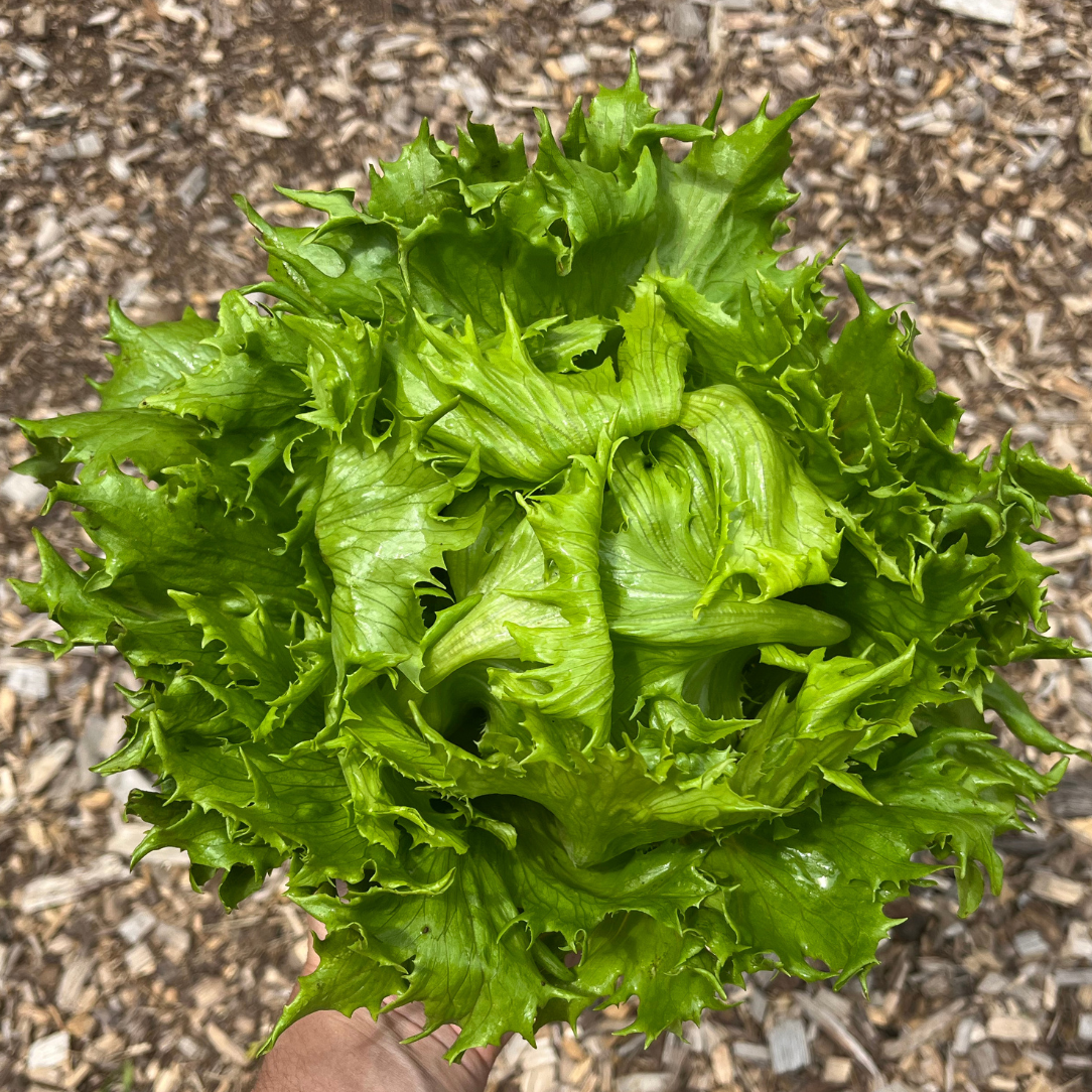 Reine Des Glaces Lettuce