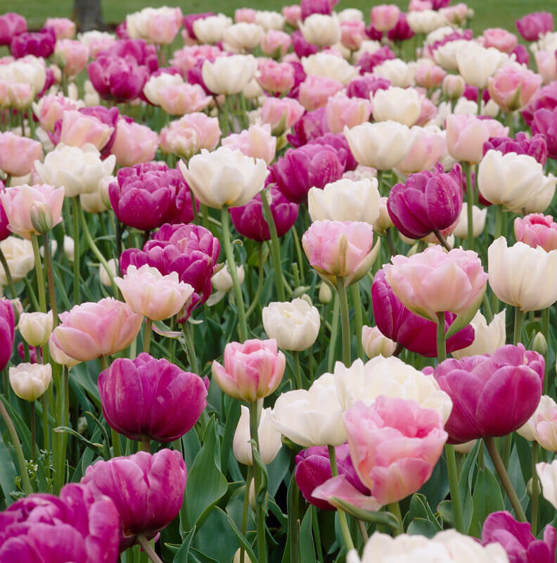 Tulip Double 'Romantic Mix'