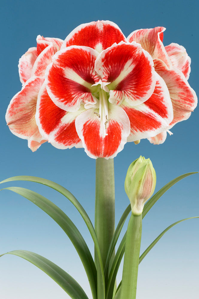 Dutch Amaryllis 'Samba'