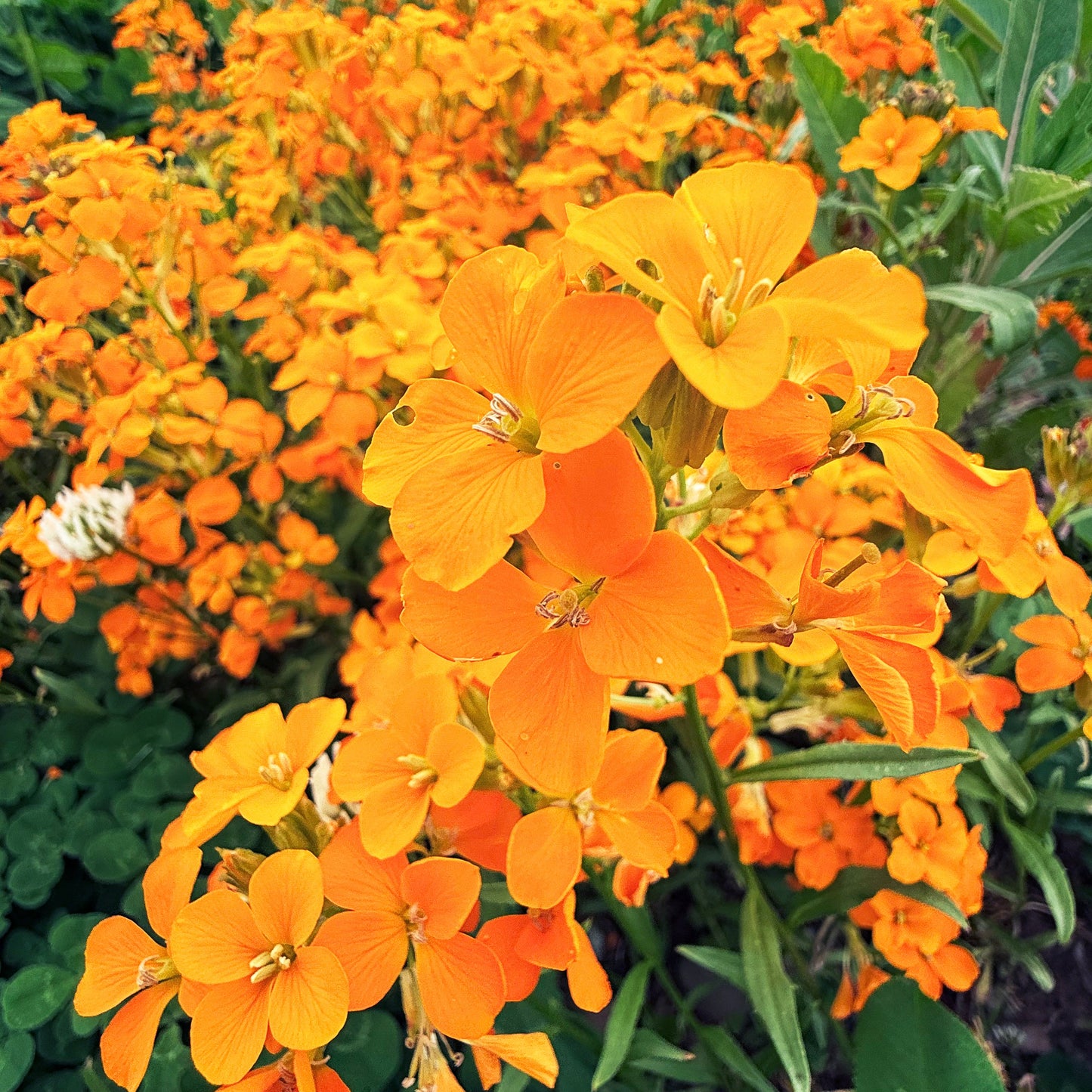 Siberian Wallflower