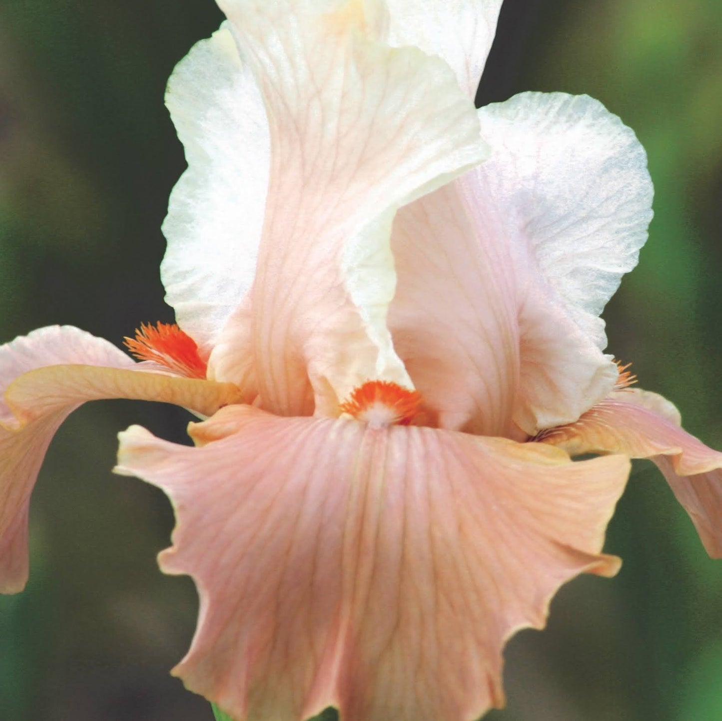 Bearded Iris 'Struck Twice'