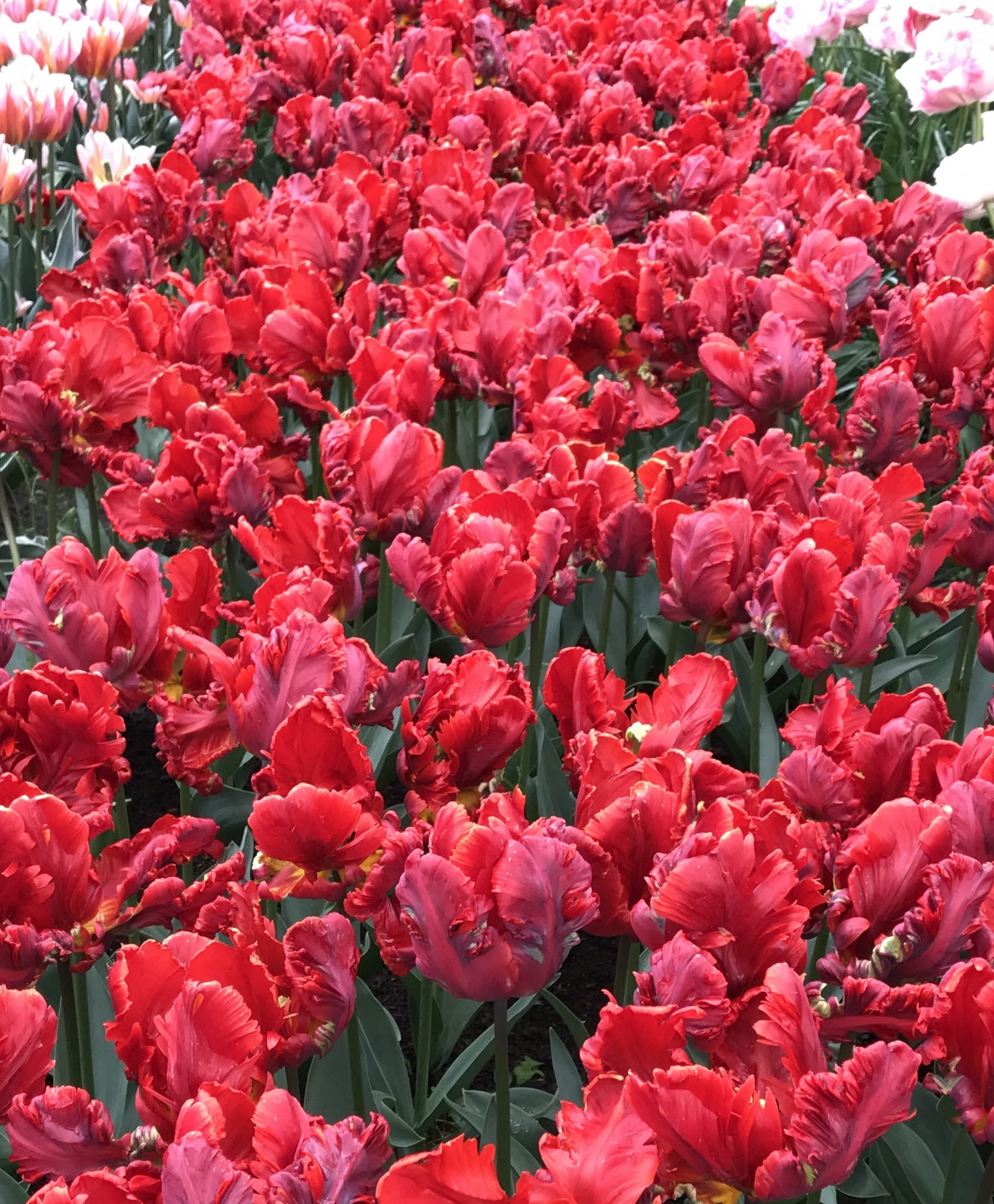Tulip 'Rococo' Parrot
