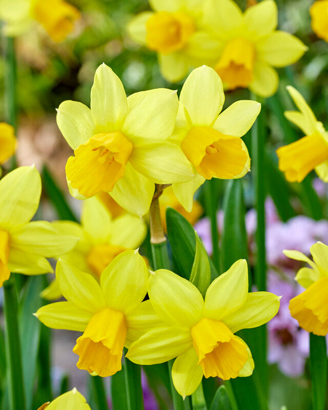 Narcissus 'Tete a Tete'