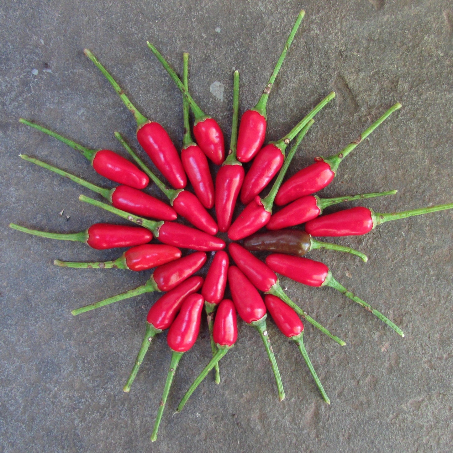 Thai Hot Pepper vendor-unknown