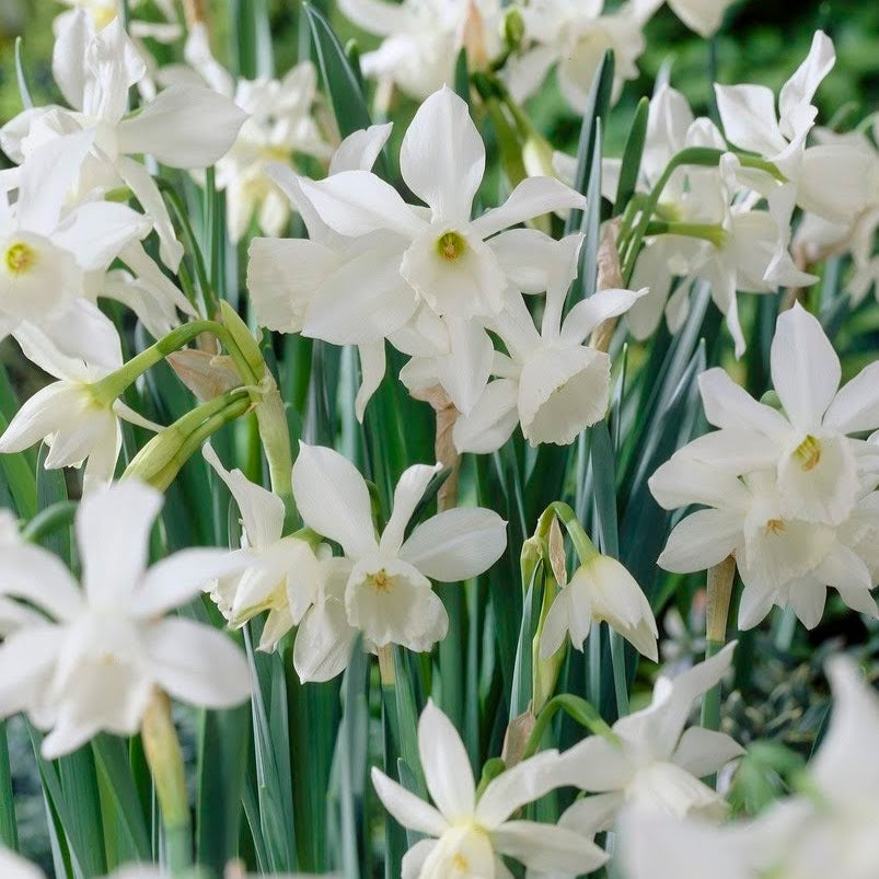 Narcissus 'Thalia'