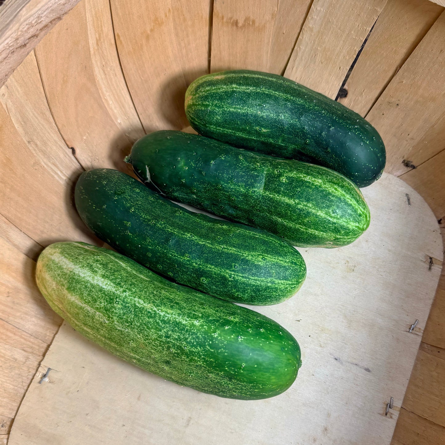 Ukrainian Slicing Cucumber