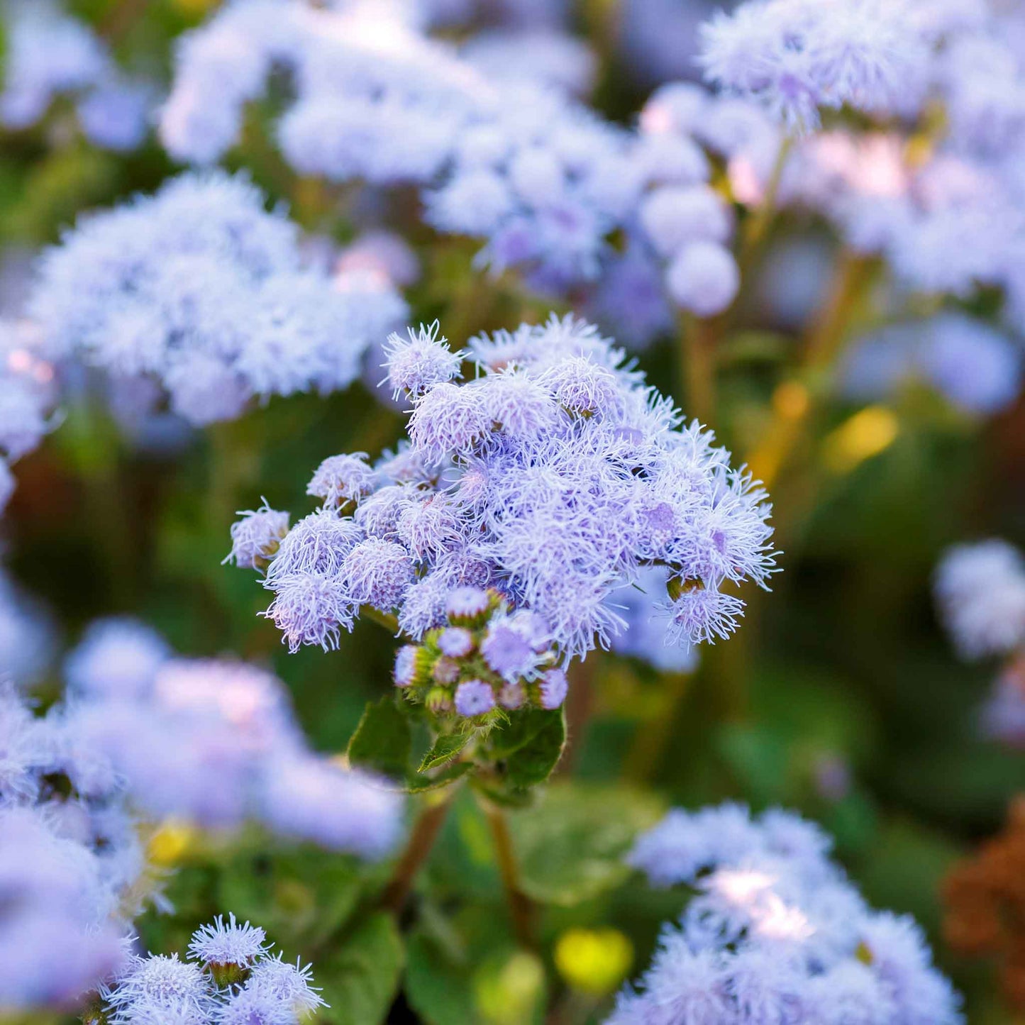 A close-up of vibrant blue mink ageratum flowers with soft, fuzzy petals, clustered together.