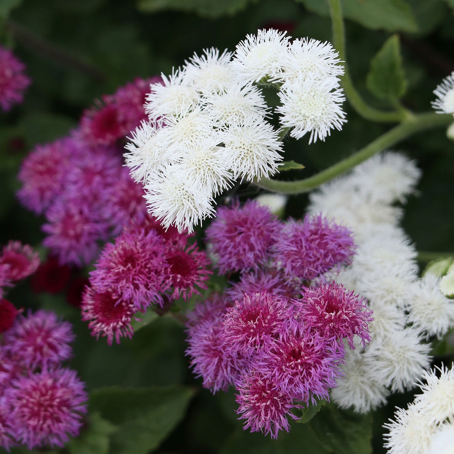 A close-up of a white dondo ageratum flower with delicate, fluffy petals, featuring a soft focus.