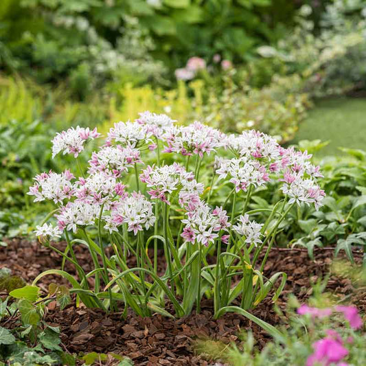 Cameleon alliums with clusters of pale pink and white star-shaped flowers in a garden border