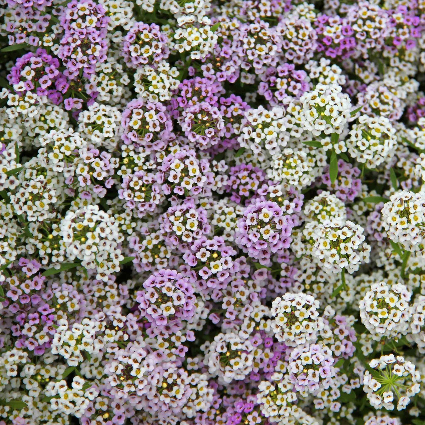 Close-up of vibrant pink, purple, and white magic circle alyssum flowers clustered together.