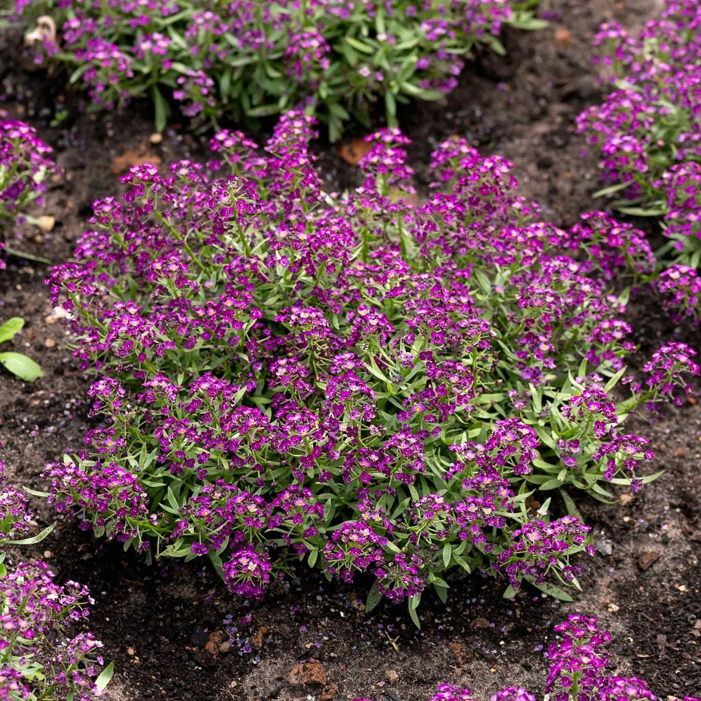 A close-up shot of purple oriental nights alyssum flowers with soft, green foliage.
