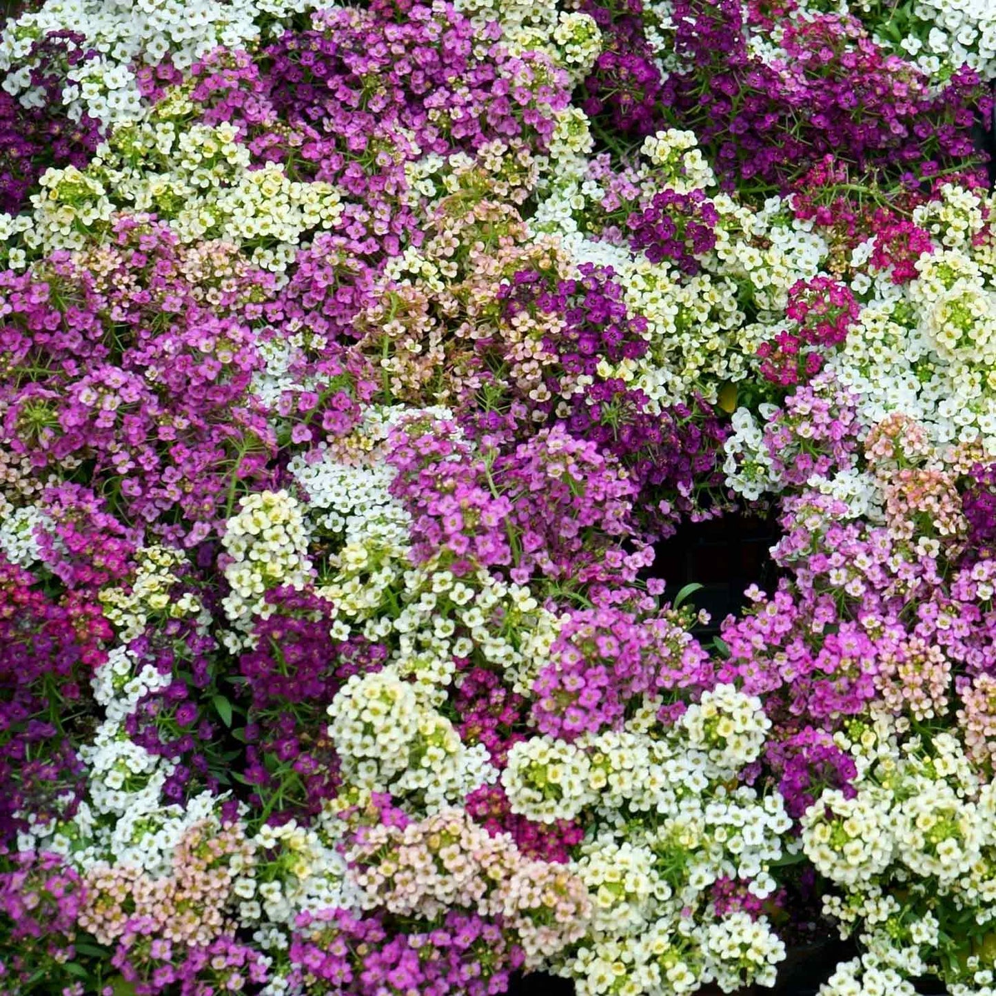 A close-up of vibrant pink, yellow, and white alyssum flowers, showcasing their delicate petals.