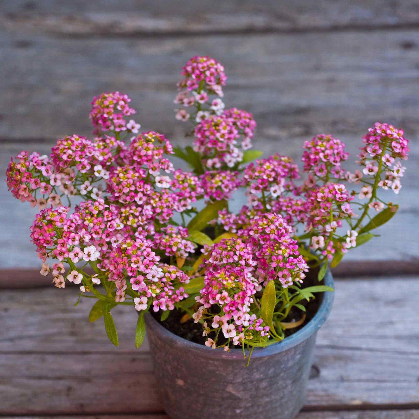 A close-up of a vibrant pink Rosie O'day Alyssum with delicate petals and a soft yellow center.