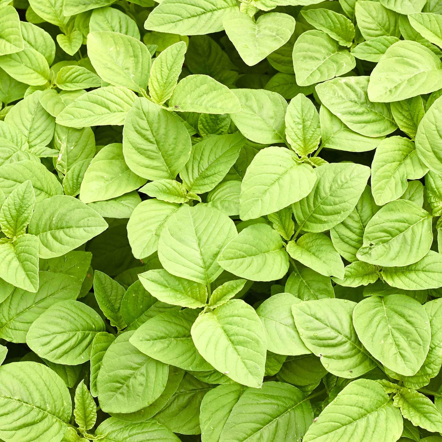 A lush cluster of green amaranth green callaloo leaves, against a blurred background.