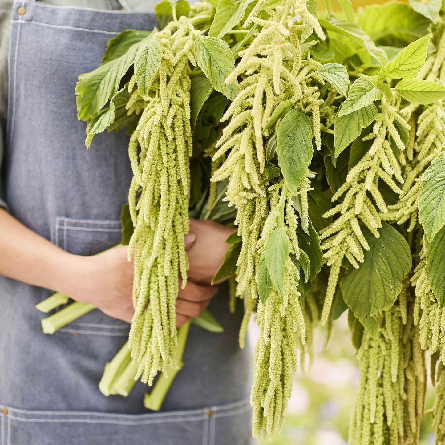 Close-up of vibrant green viridis amaranth leaves, showcasing their texture and color.