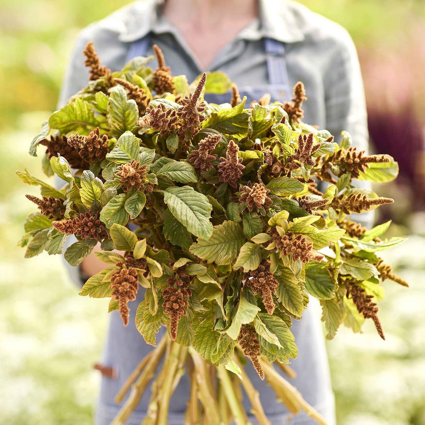 A vibrant, orange hot biscuits amaranthus plant with vibrant leaves held by a woman in a garden