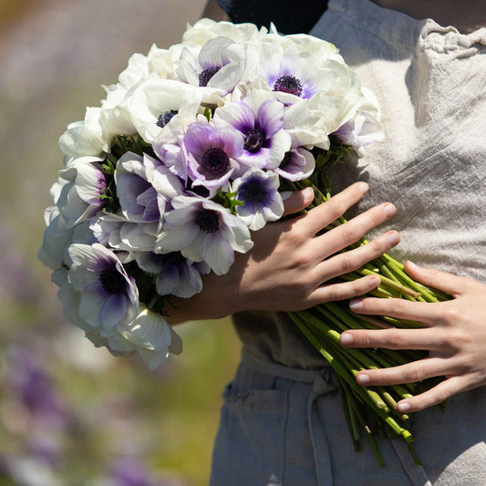 Hand-held Anemone Snow Kiss Mix bouquet showing natural color and form, clustered blooms, and cut stems outdoors.
