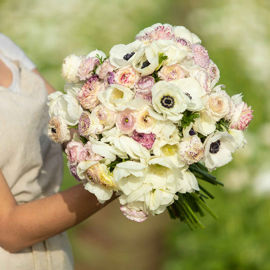 Anemone & Ranunculus Alpine Mix growing outdoors, showing pink, purple and white coloring, mature blooms, and garden foliage.