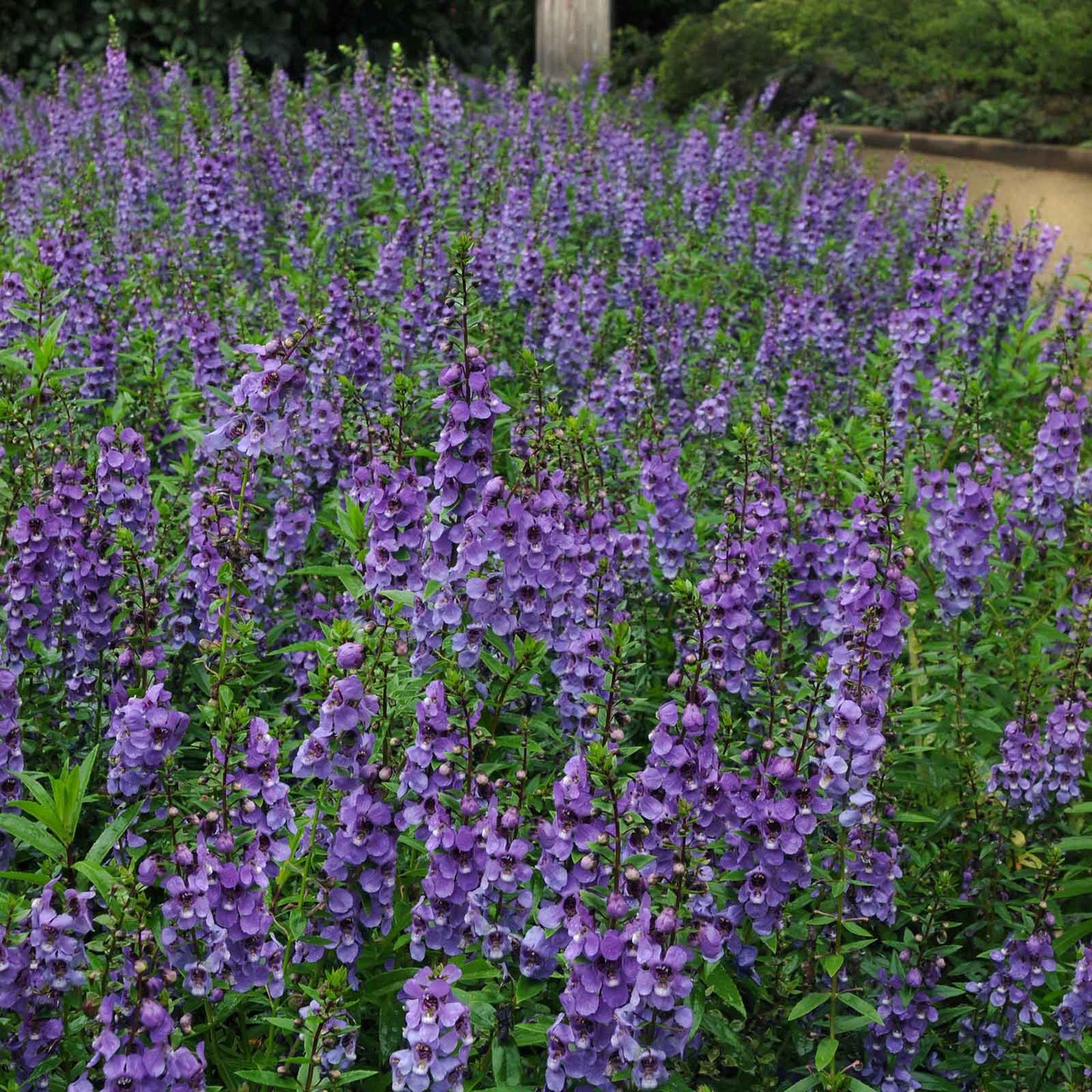 A close-up of vibrant serena blue Angelonia flowers with green leaves, captured in natural light.