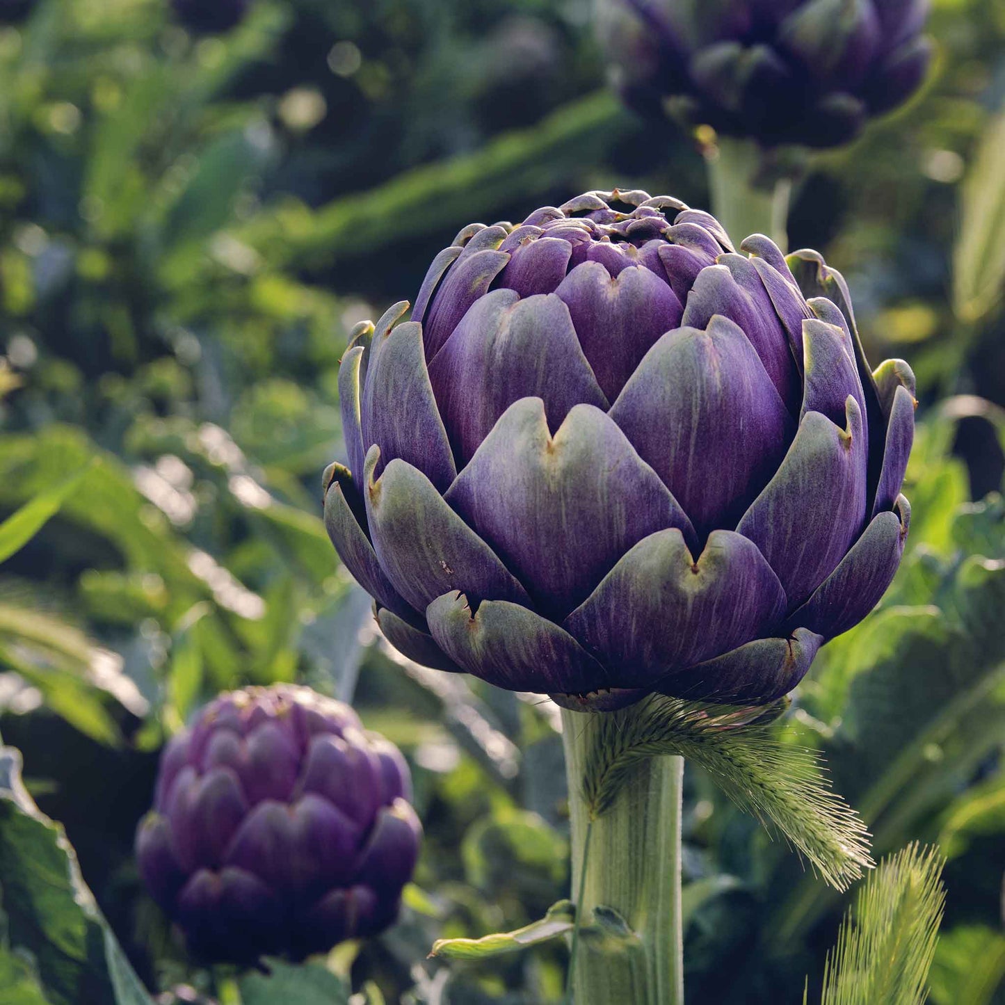 Purple Italian Globe artichoke with a few green leaves visible at its base, set against a blurred background.